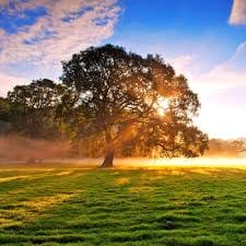 วุ้นเส้น วิริฒิพา avatar