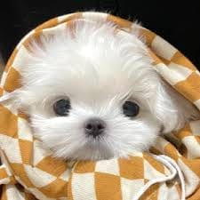 ชวน หลีกภัย avatar